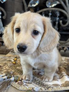 Creme of the Crop Miniature English Cream Dachshund Puppy - Remy 2