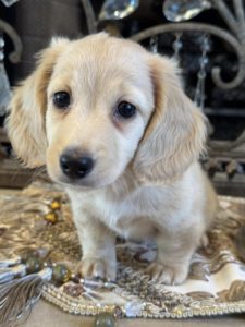 Creme of the Crop Miniature English Cream Dachshund Puppy - Remy 3