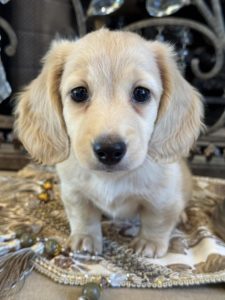 Creme of the Crop Miniature English Cream Dachshund Puppy - Remy 4