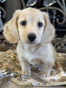 Creme of the Crop Miniature English Cream Dachshund Puppy - Remy 5