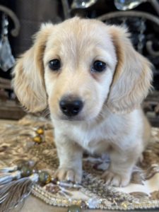 Creme of the Crop Miniature English Cream Dachshund Puppy - Remy 6