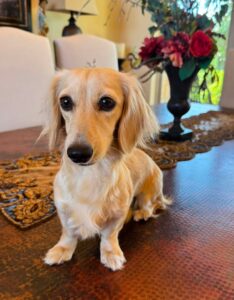 Creme of the Crop Miniature Dachshund Puppy For Sale River 1