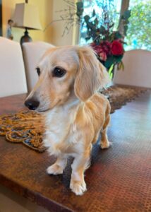 Creme of the Crop Miniature Dachshund Puppy For Sale River 2