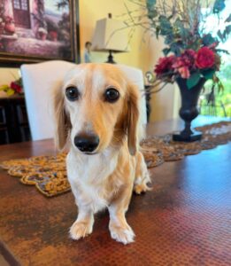 Creme of the Crop Miniature Dachshund Puppy For Sale River 3