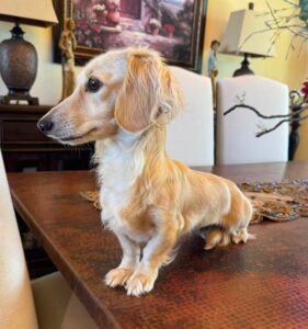Creme of the Crop Miniature Dachshund Puppy For Sale River 4