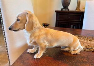 Creme of the Crop Miniature Dachshund Puppy For Sale River 5