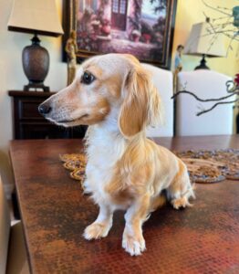 Creme of the Crop Miniature Dachshund Puppy For Sale River 6