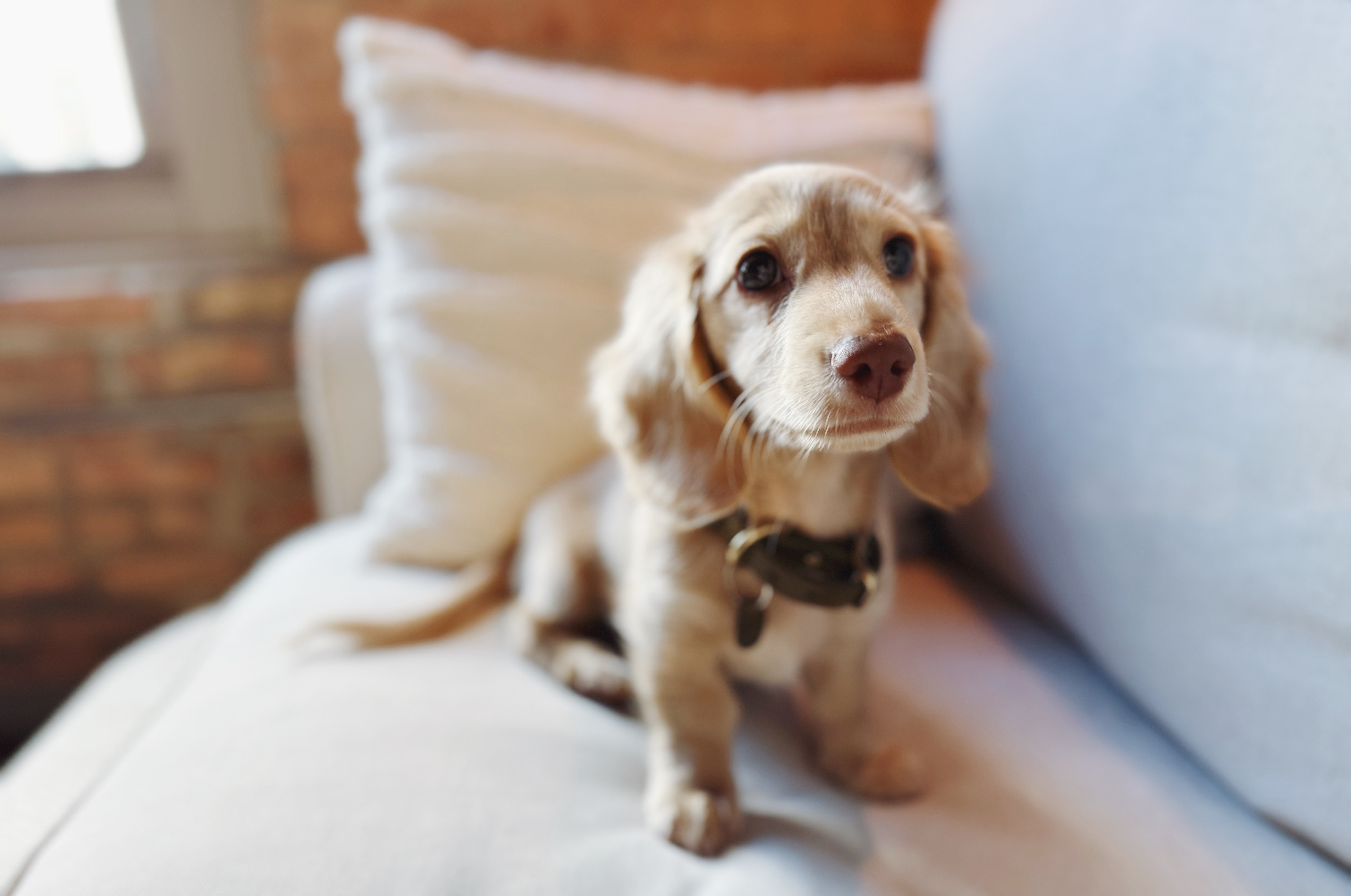 Roxy - Creme of the Crop Miniature English Cream Dachshunds