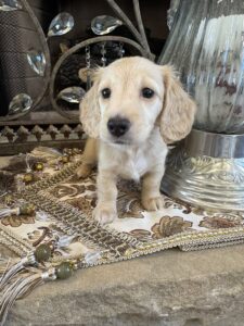 Creme of the Crop Miniature Dachshunds - Shatzie 2