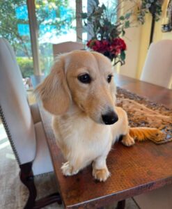 Creme of the Crop Miniature Dachshund Male Puppy For Sale Sully 1