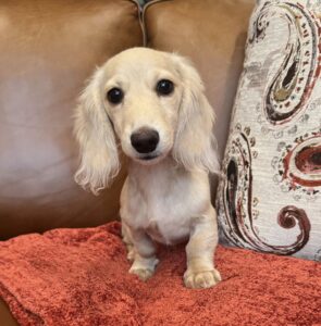 Creme of the Crop Miniature Dachshunds - Sully 1