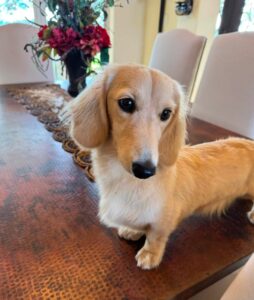 Creme of the Crop Miniature Dachshund Male Puppy For Sale Sully 2