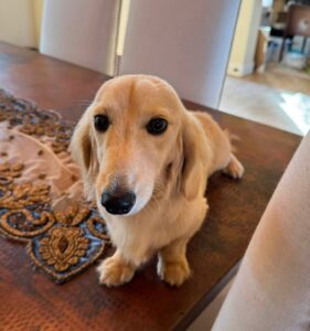 Creme of the Crop Miniature Dachshund Male Puppy For Sale Sully 3