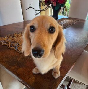 Creme of the Crop Miniature Dachshund Male Puppy For Sale Sully 4