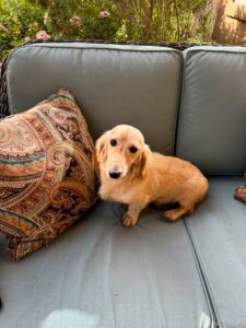 Creme of the Crop Miniature Dachshund Male Puppy For Sale Sully 6
