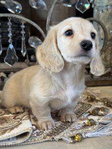 Creme of the Crop Miniature English Cream Dachshund Puppy - Waffles 1