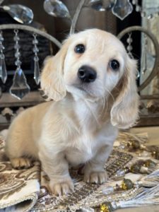 Creme of the Crop Miniature English Cream Dachshund Puppy - Waffles 2