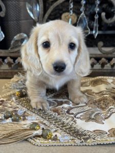 Creme of the Crop Miniature English Cream Dachshund Puppy - Waffles 3