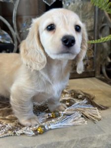 Creme of the Crop Miniature English Cream Dachshund Puppy - Waffles 4