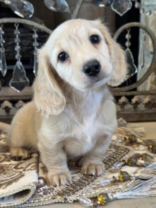 Creme of the Crop Miniature English Cream Dachshund Puppy - Waffles 5