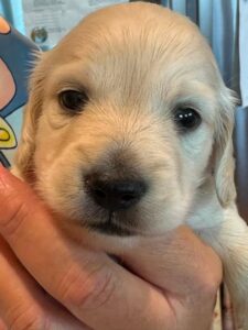 Creme of the Crop Miniature Dachshund Puppy Westry
