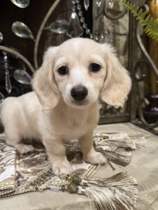 Creme of the Crop Miniature Dachshunds - Whisper 5