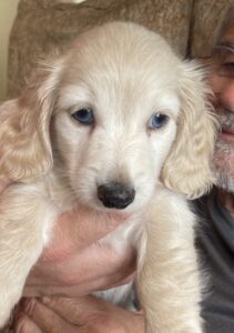 Creme of the Crop Miniature Dachshund Puppy Winslow 1