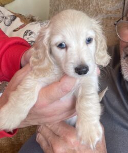 Creme of the Crop Miniature Dachshund Puppy Winslow 2