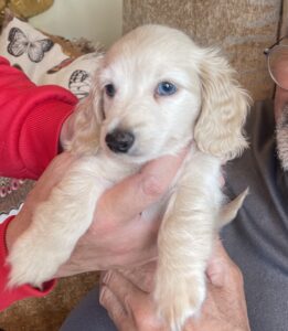 Creme of the Crop Miniature Dachshund Puppy Winslow 3