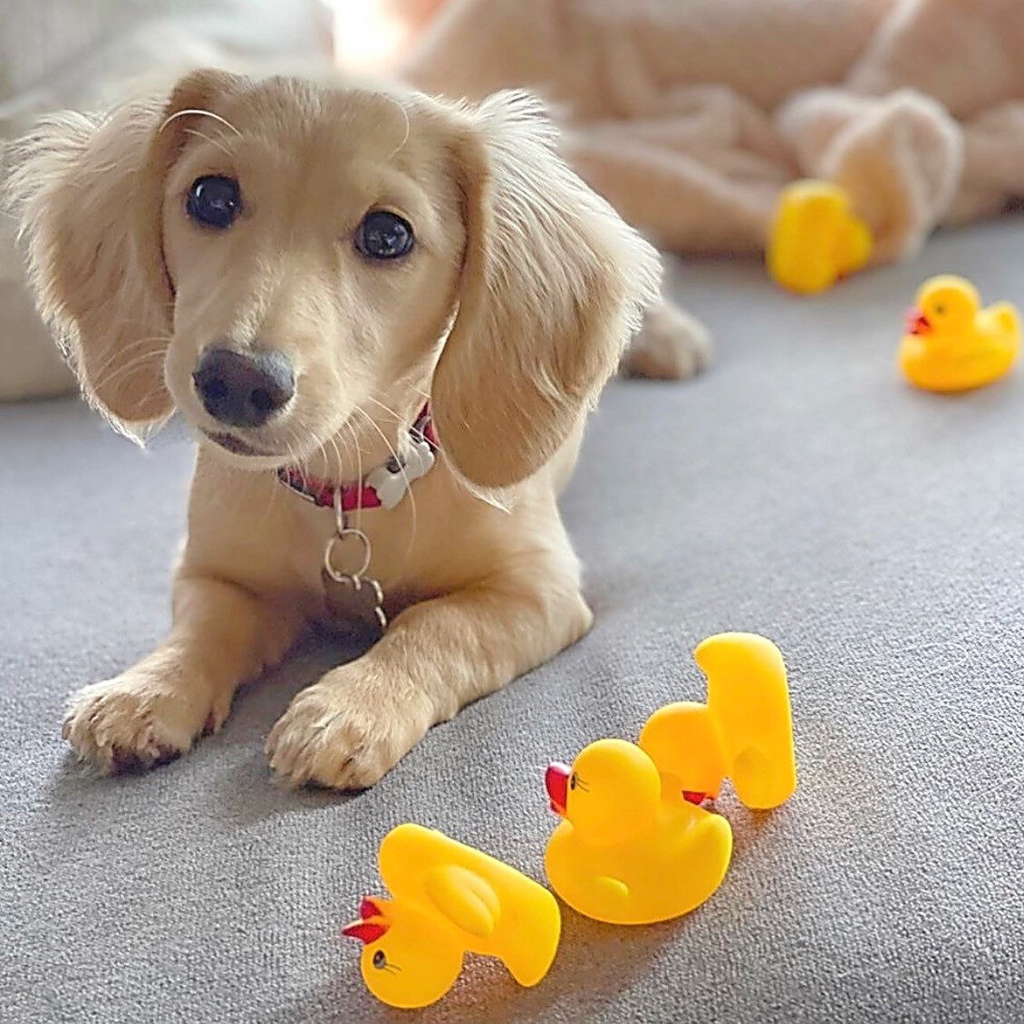 Creme of the Crop Dachshunds - English Cream Miniature Dachshunds