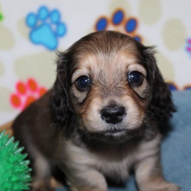 Creme of the Crop Miniature Dachshunds Shaded Male Puppy For Sale Brûlée 4
