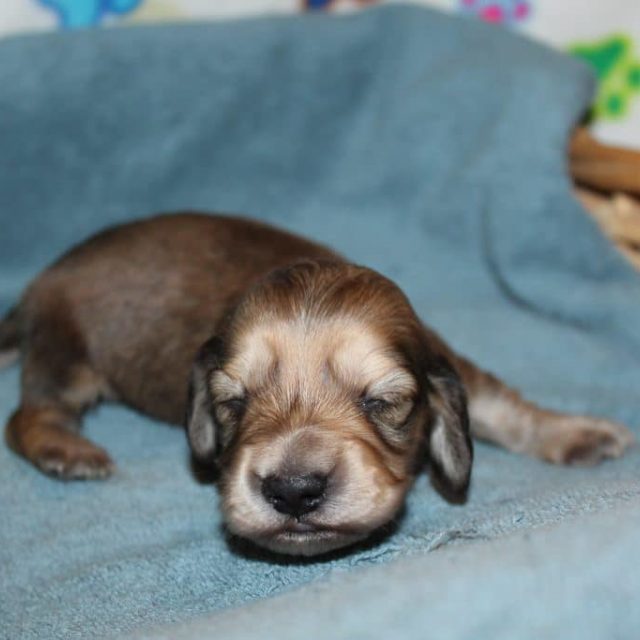 Creme of the Crop Miniature Dachshunds Shaded Male Puppy For Sale Espresso 6