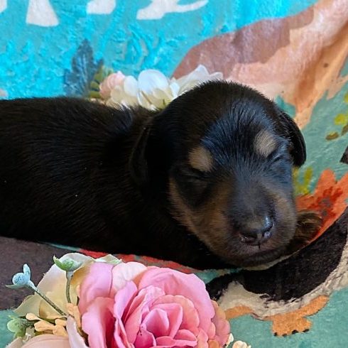 Creme of the Crop Miniature Dachshunds - Black & Tan Puppy Otto 8