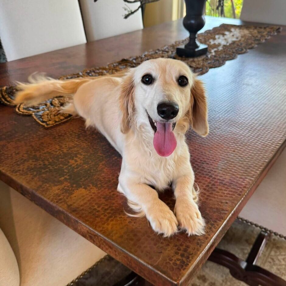 Creme of the Crop Miniature Dachshund Breeder Female Linen 7