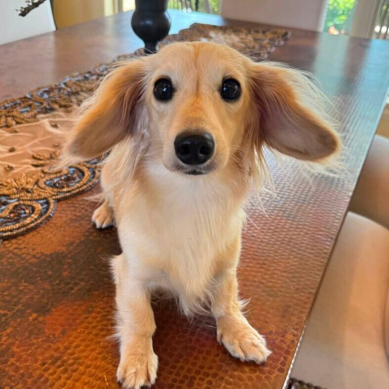 Creme of the Crop Miniature Dachshund Breeder Male Val 5