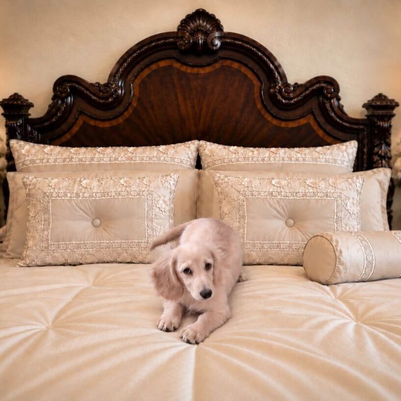 Amelia Rose - Creme of the Crop Miniature Dachshund Breeder