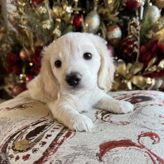 English Cream Miniature Dachshund Puppy Benny 2