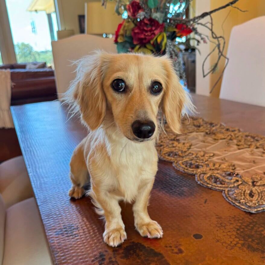 Creme of the Crop Miniature Dachshund Puppy For Sale Brylee 1
