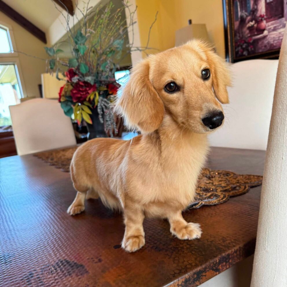 Creme of the Crop Miniature Dachshund Male Puppy For Sale Cillian 1