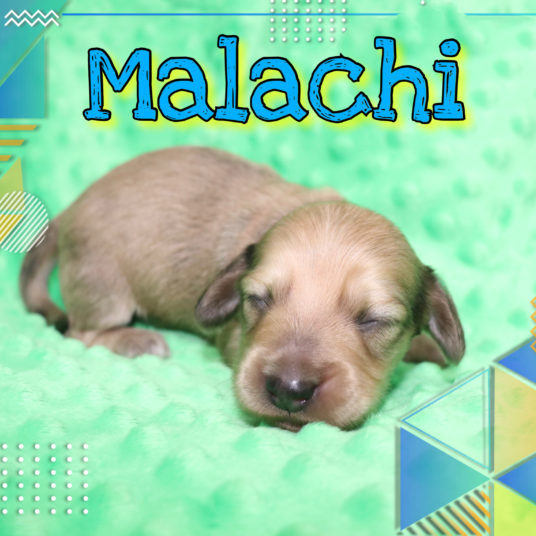 Creme of the Crop Dachshunds - Malachi Puppy 10