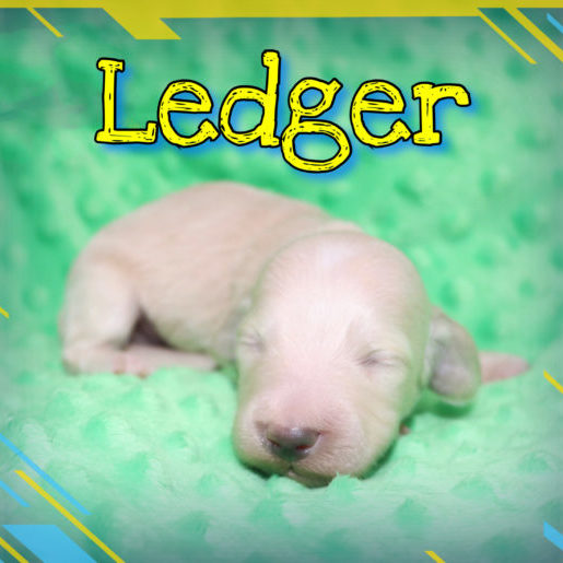 Creme of the Crop Dachshunds - Ledger Puppy 9