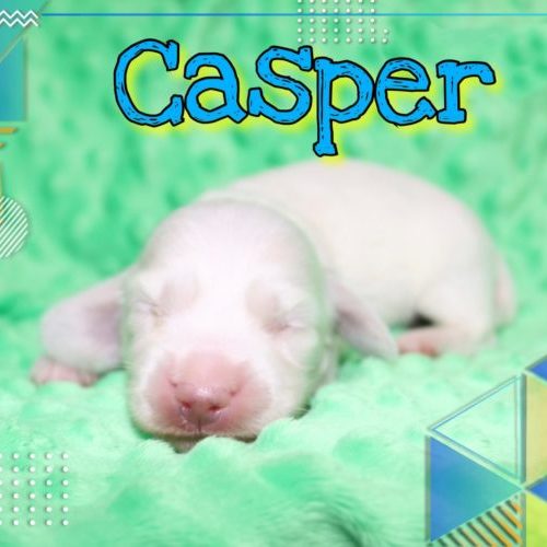 Creme of the Crop Dachshunds - Casper Puppy 8