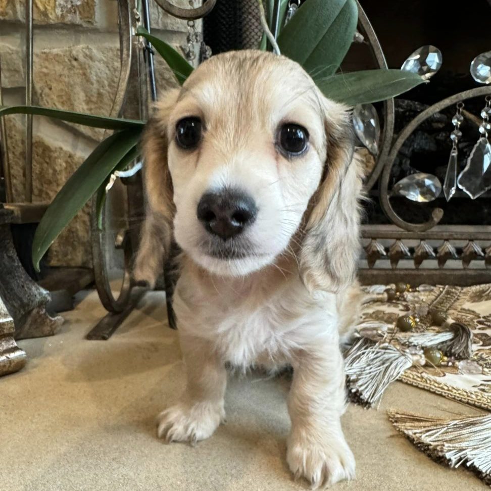 Creme of the Crop Miniature Dachshunds Jack