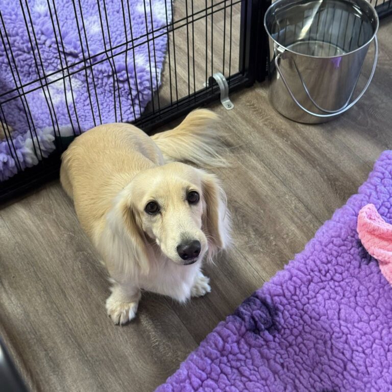 Creme of the Crop Miniature Dachshunds - Available Dog For Sale Re-Homing - Lila 4