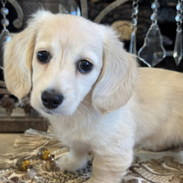 Creme of the Crop Miniature English Cream Dachshund Puppy - Lolly 1