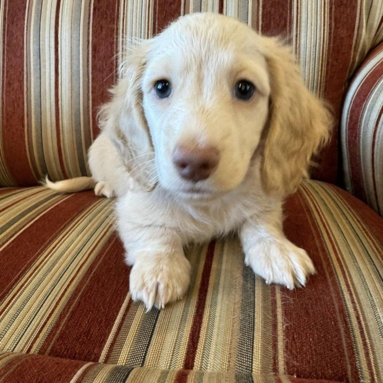 Creme of the Crop Miniature Dachshunds Morty 2