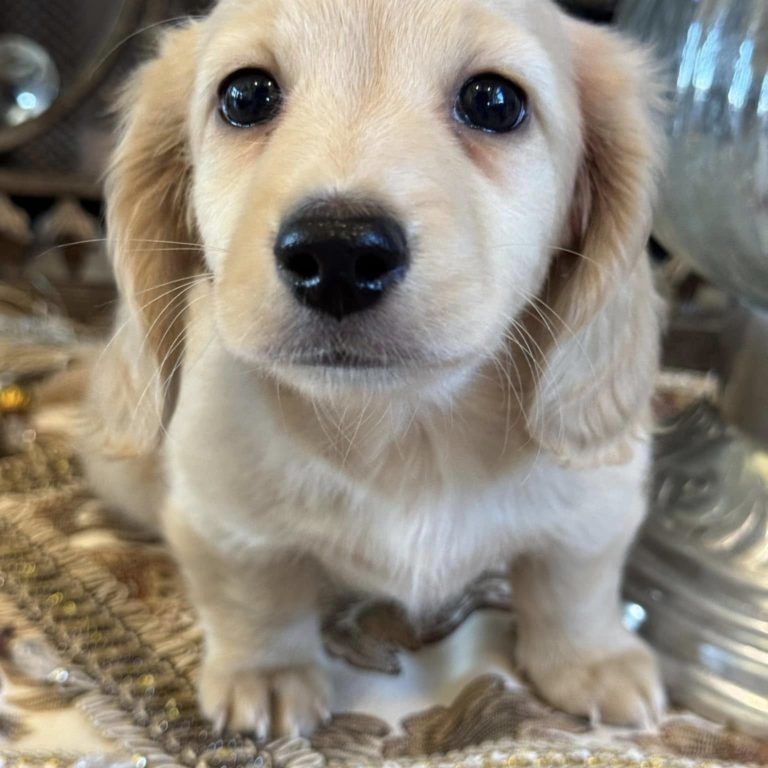 Creme of the Crop Miniature English Cream Dachshund Puppy - Remy 1