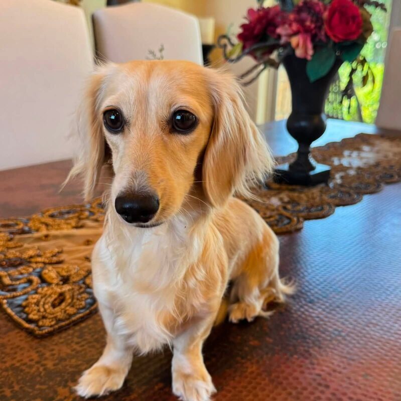 Creme of the Crop Miniature Dachshund Puppy For Sale River 1