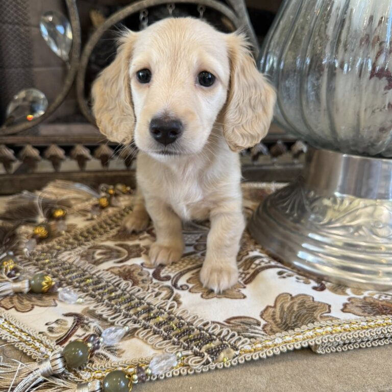 Creme of the Crop Miniature Dachshunds - Shatzie 1