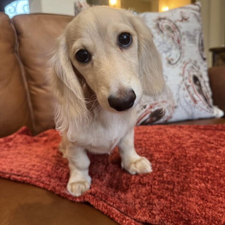 Creme of the Crop Miniature Dachshunds - Sully 3